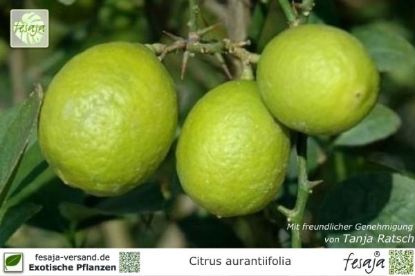 Citrus aurantiifolia Pflanzen