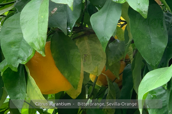 Citrus aurantium Pflanze