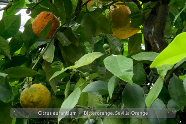 Citrus aurantium Pflanze