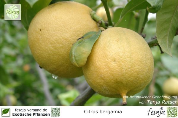 Citrus bergamia Pflanzen