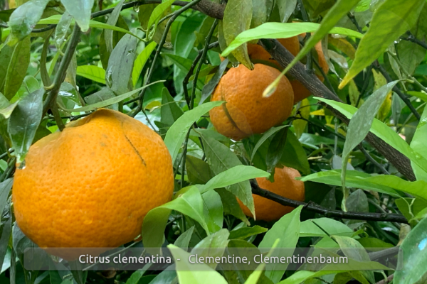 Citrus clementina Pflanze