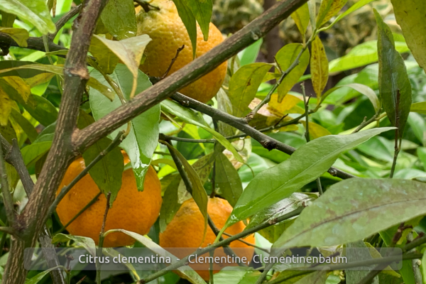 Citrus clementina Pflanze