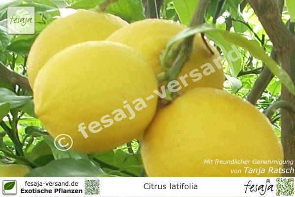 Citrus latifolia Pflanzen