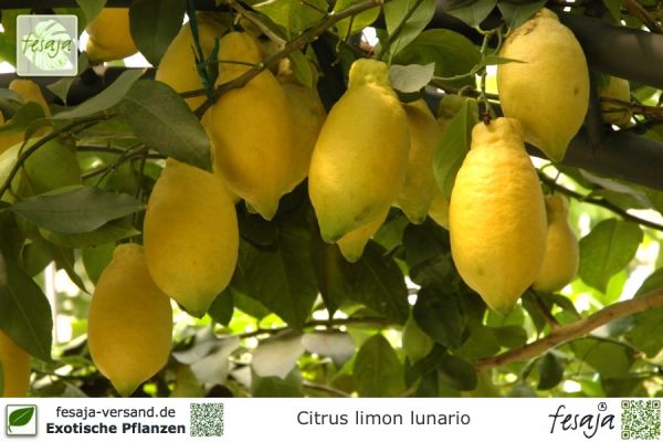 Citrus limon lunario Pflanze