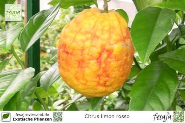 Citrus limon rosso Pflanzen