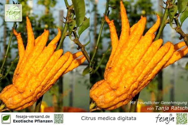 Citrus medica digitata Pflanzen