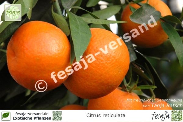 Citrus reticulata Pflanze