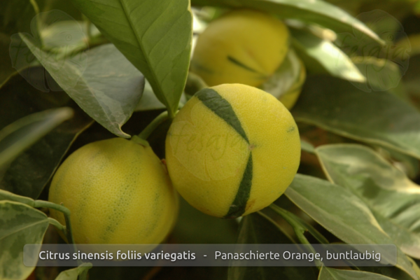 Citrus sinensis Foliis variegatis Pflanze