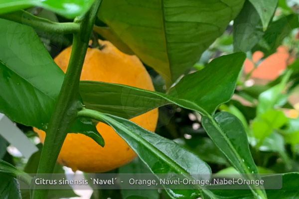 Citrus sinensis Navelina Pflanze