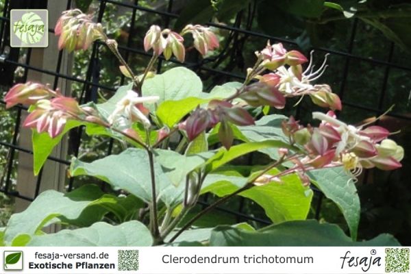 Clerodendrum trichotomum Pflanzen