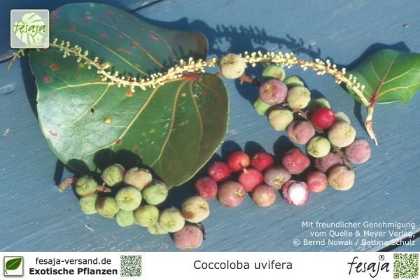 Coccoloba uvifera Pflanzen