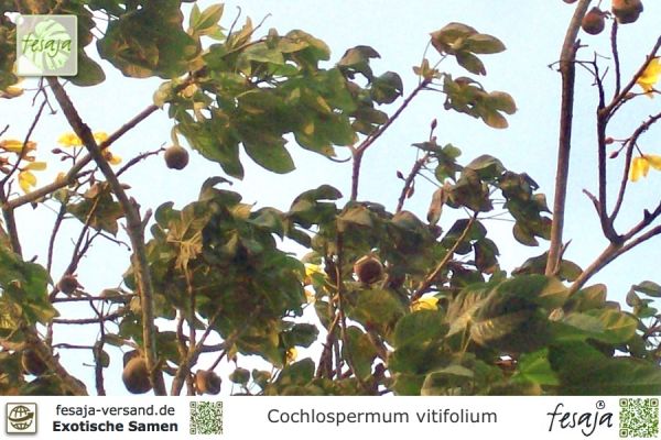 Cochlospermum vitifolium