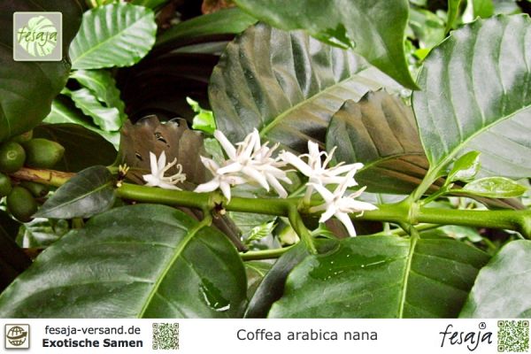 Coffea arabica nana