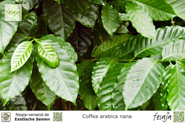 Coffea arabica nana