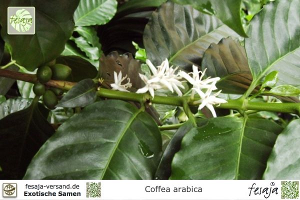 Coffea arabica