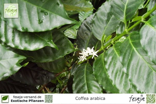 Coffea arabica Pflanzen