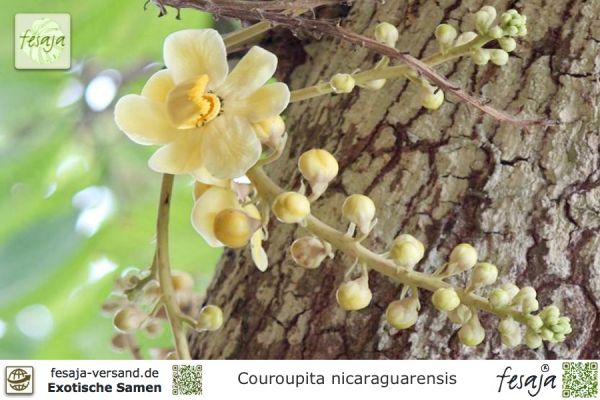 Couroupita nicaraguarensis