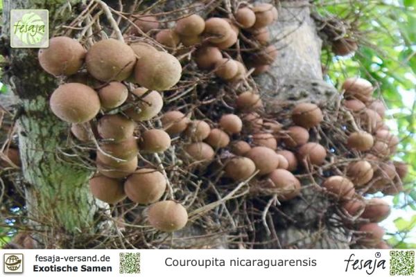 Couroupita nicaraguarensis