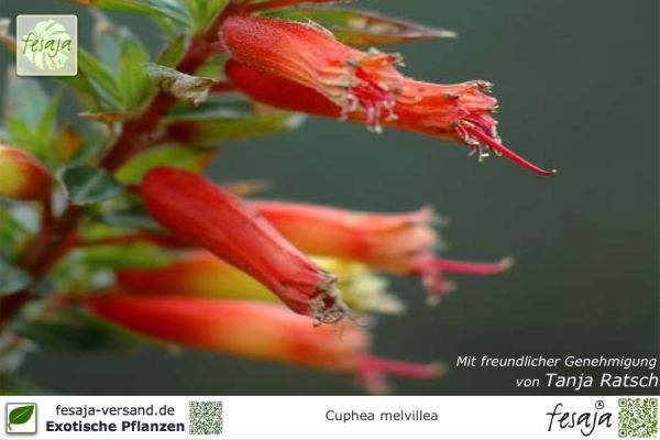 Cuphea melvillea Pflanzen