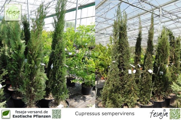 Cupressus sempervirens Pflanzen