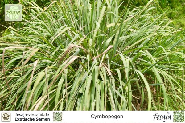 Cymbopogon winterianus