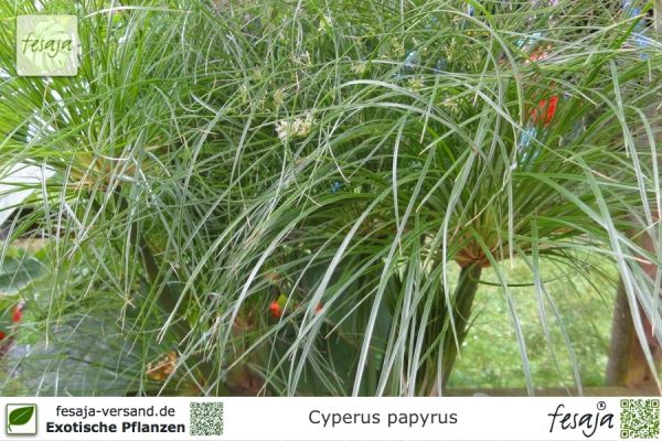Echter Papyrus Pflanzen