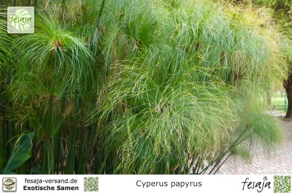 Cyperus papyrus