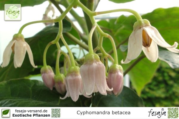 Cyphomandra betacea Pflanzen