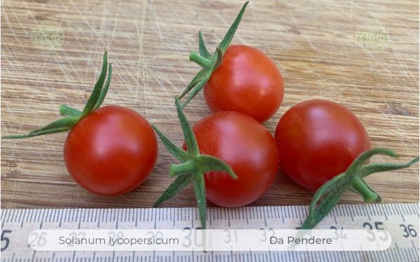 Tomate Da Pendere