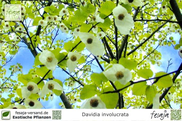 Davidia involucrata Pflanzen