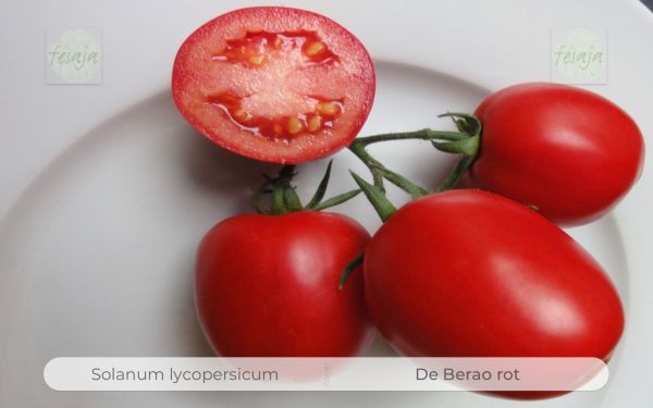 Tomate: De Berao Rot (Tomatensorte)