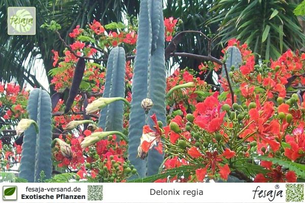 Delonix regia Pflanzen