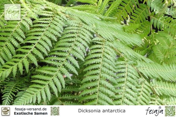 Dicksonia antarctica