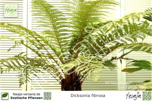 Dicksonia fibrosa Pflanzen