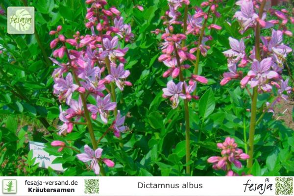 Dictamnus albus