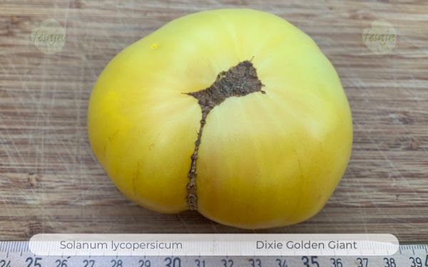 Tomate Dixie Golden Giant