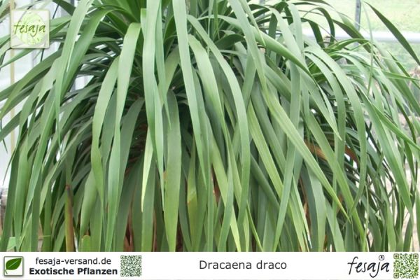 Dracaena draco Pflanzen