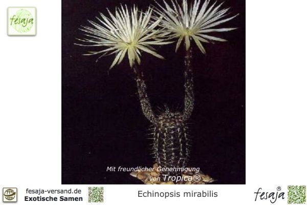 Echinopsis mirabilis Samen