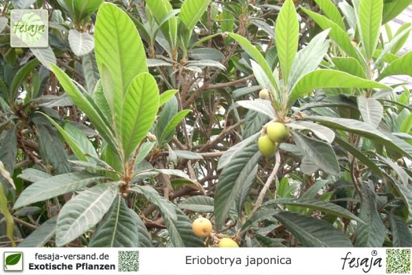 Eriobotrya japonica Pflanzen
