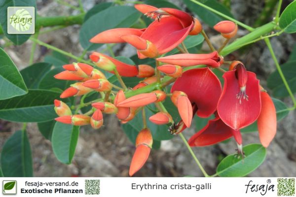 Erythrina crista-galli Pflanzen