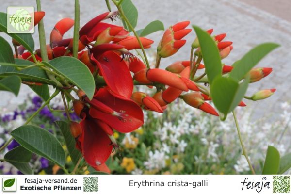Erythrina crista-galli Pflanzen