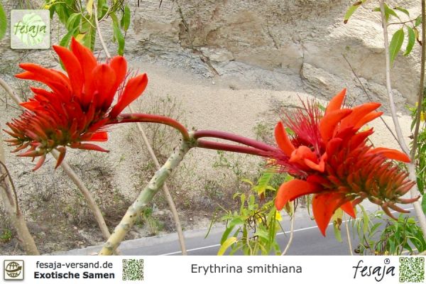 Erythrina smithiana