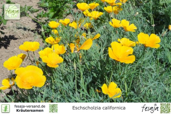 Kalifornischer Mohn, Eschscholzia californica
