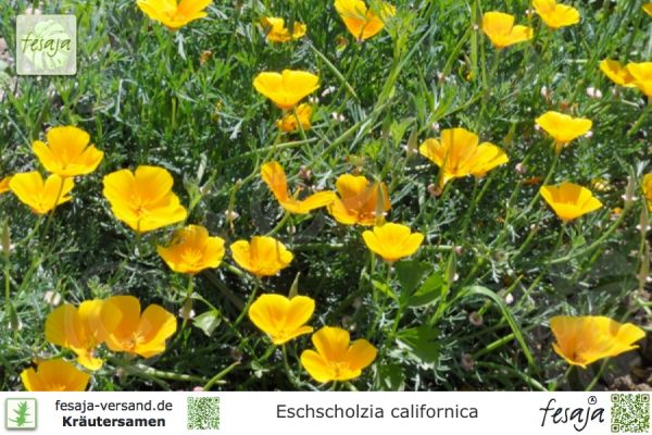 Kalifornischer Mohn, Eschscholzia californica