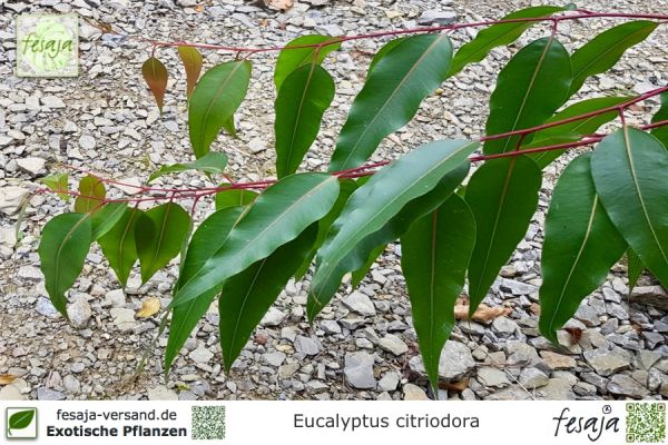 Eucalyptus citriodora Pflanzen