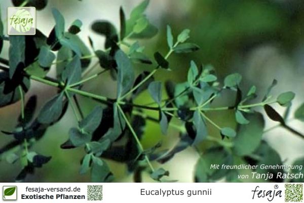 Eucalyptus gunnii Pflanzen