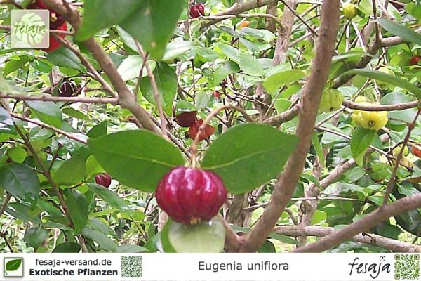 Eugenia uniflora Pflanzen