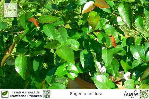 Eugenia uniflora Pflanzen