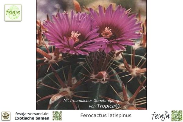 Ferocactus latispinus Samen