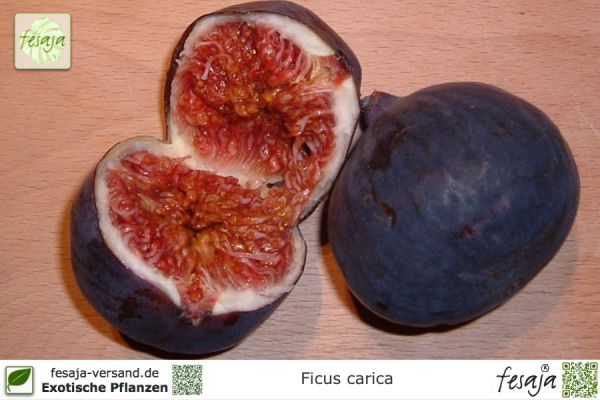 Ficus carica Turca (Feige, violette Früchte)